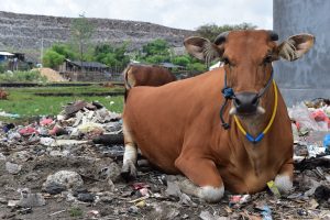 garbage center Kolewa